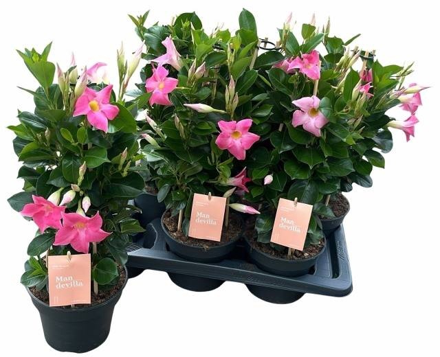 <h4>MANDE SUN PINK</h4>