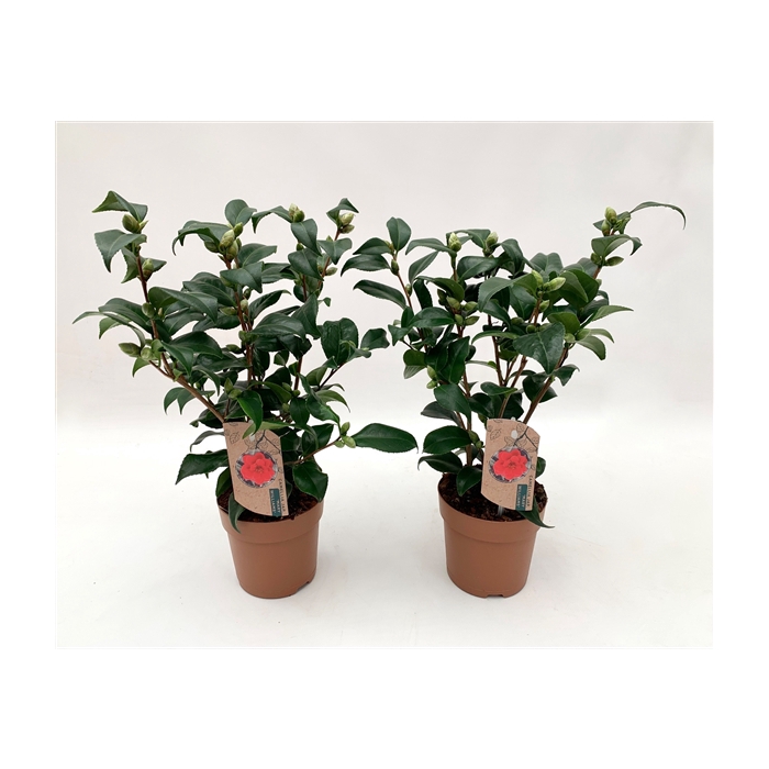 <h4>Camellia japonica Mary Williams 10-15 knop</h4>