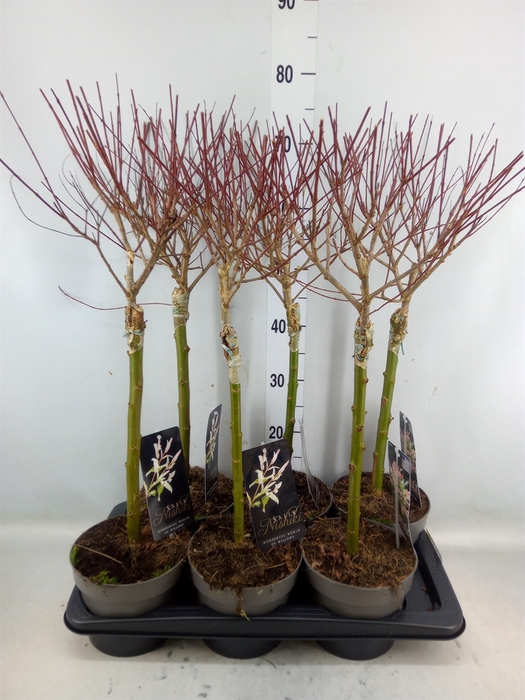 <h4>Salix integra 'Hakuro Nishiki'</h4>