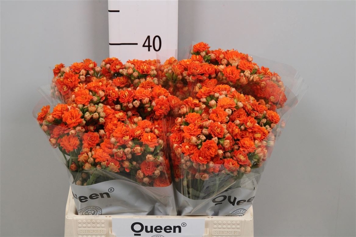 <h4>Kal Bri Orang Meadow</h4>