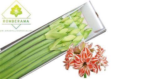 <h4>Hipp Dancing Quee</h4>