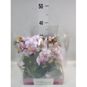 Phalaenopsis   ...rose