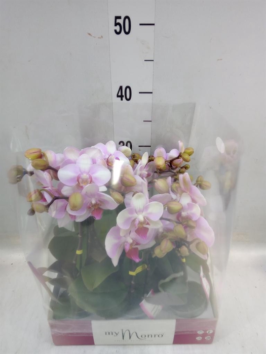 <h4>Phalaenopsis   ...rose</h4>
