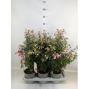 Fuchsia  'Rosalien'