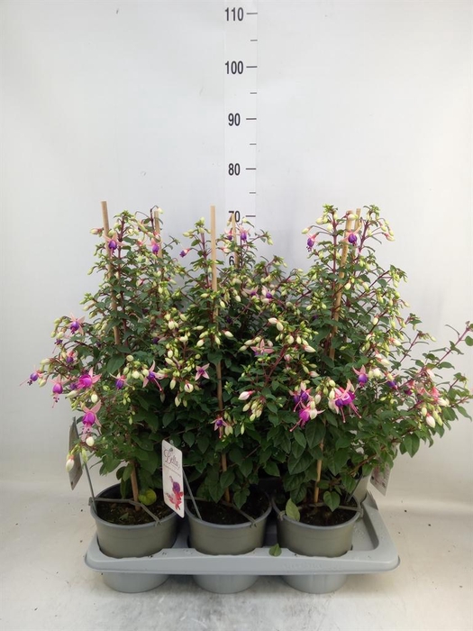 <h4>Fuchsia  'Rosalien'</h4>