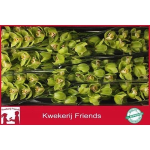 Cymb T Ovati Emerald