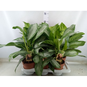 Aglaonema  'Silver Bay'