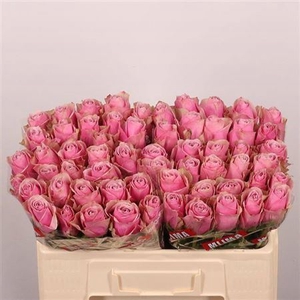 Rosa a grande fleur Athena Royale