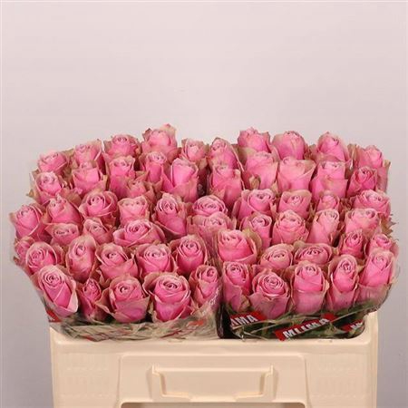 <h4>Rosa a grande fleur Athena Royale</h4>