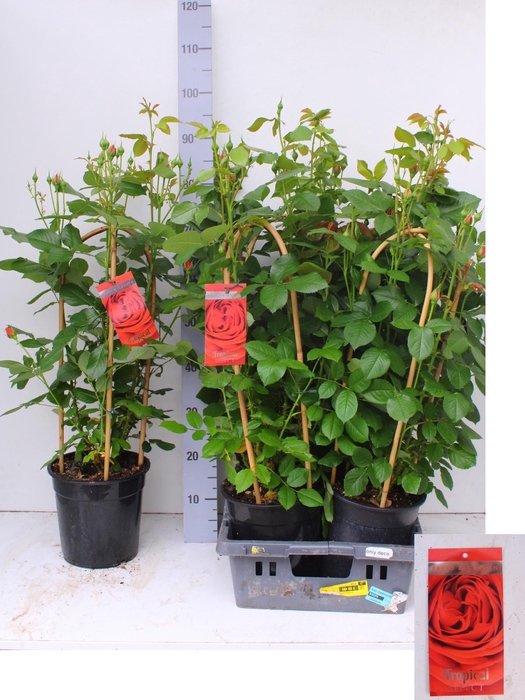 <h4>ROSA FL TROP SELECT</h4>