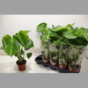 Monstera Ov