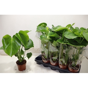 Monstera Ov