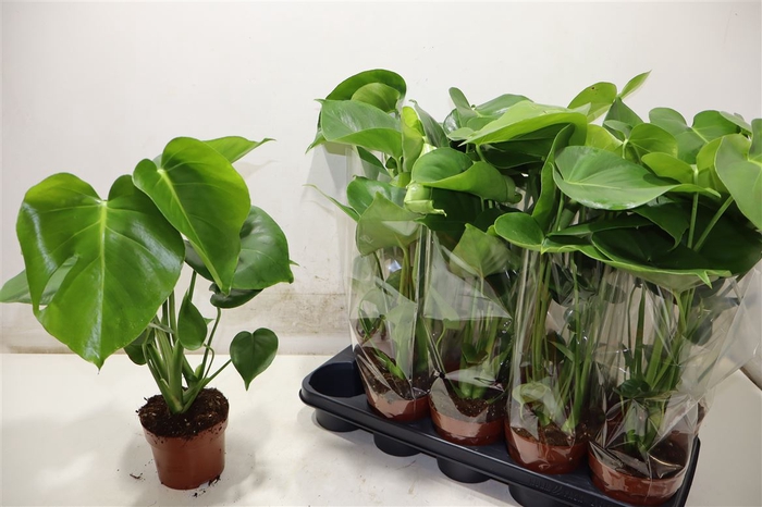 <h4>Monstera Ov</h4>