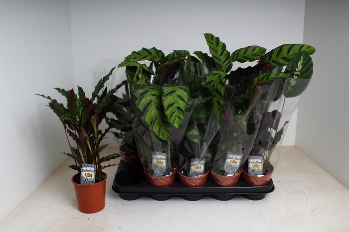 <h4>CALAT GEM 3 SRT</h4>