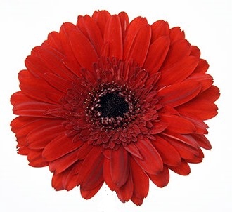 <h4>GERBERA STANZA >10 HA < 50 CM DIAM MIN 10 CM VERMELHO</h4>