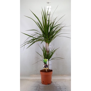 Dracaena marg.