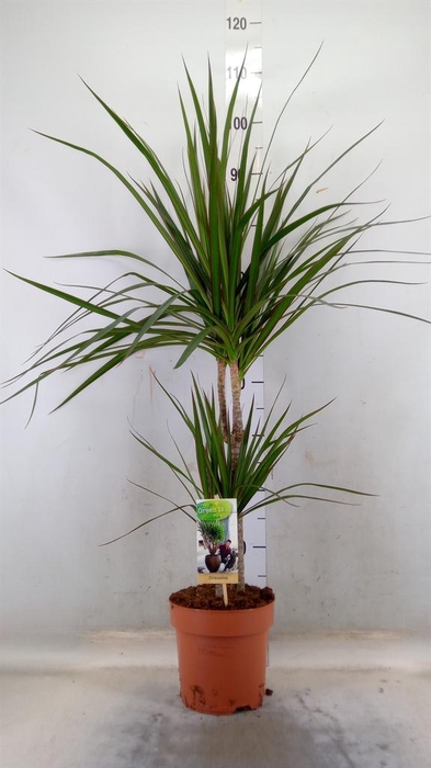 <h4>Dracaena marg.</h4>