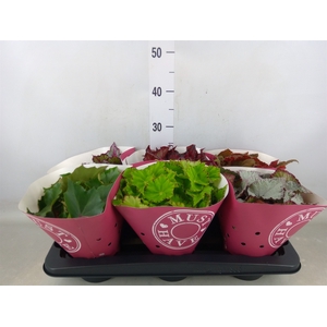 Begonia BD 'Beleaf'   ...mix