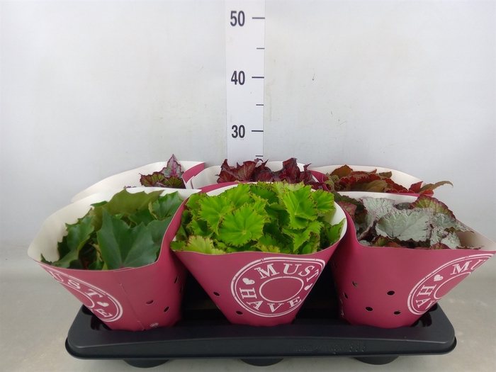 <h4>Begonia BD 'Beleaf'   ...mix</h4>