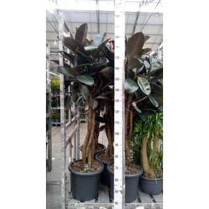 Ficus elastica 'Burgundy'