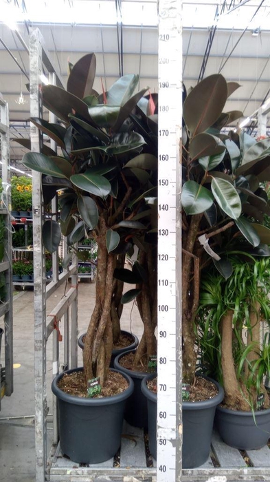 <h4>Ficus elastica 'Burgundy'</h4>