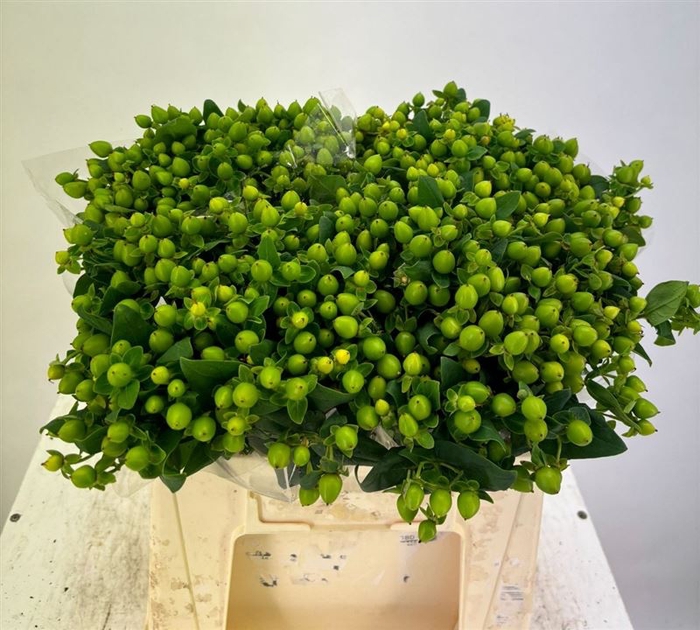 <h4>Hyp Mag Green</h4>