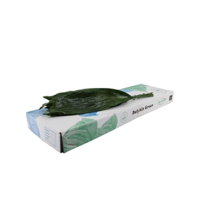 Aspidistra 60 Cm WBE