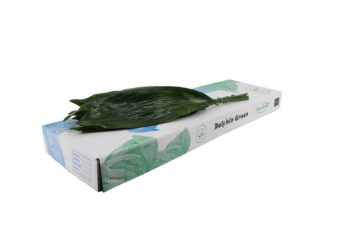 <h4>Aspidistra 60 Cm WBE</h4>