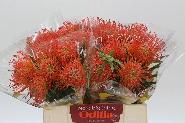 <h4>Nutans Succession</h4>