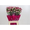 Dianthus St Olympia