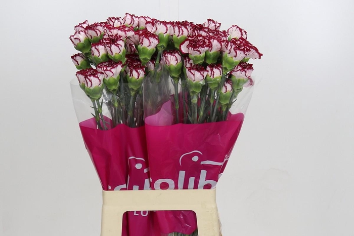 <h4>Dianthus St Olympia</h4>