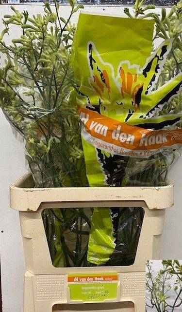 ANIGOZ GROEN ARTISTIEK