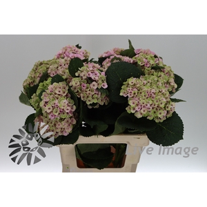 Hydrangea royal amigo