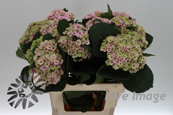 <h4>Hydrangea royal amigo</h4>