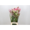 Nerine Mix