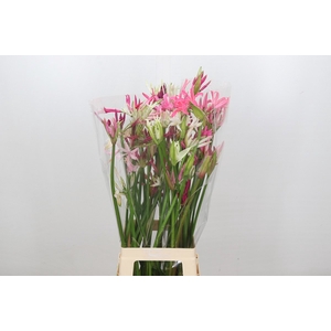 Nerine Mix