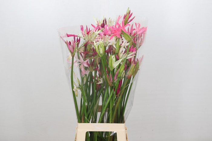 <h4>Nerine Mix</h4>