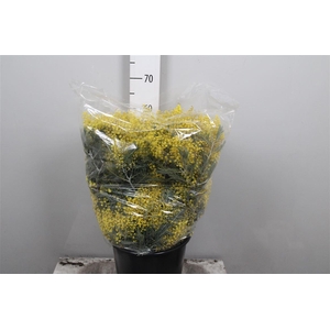 Acacia Mirandol Per Bunch 400 Gram