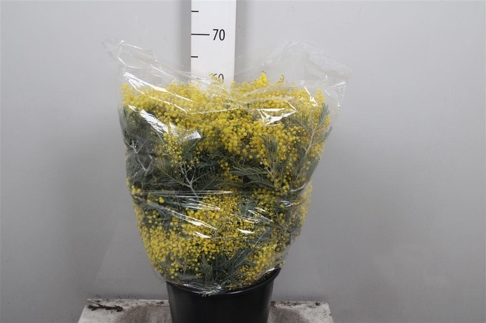 <h4>Acacia Mirandol P Bunch 400 Gram Xxl</h4>