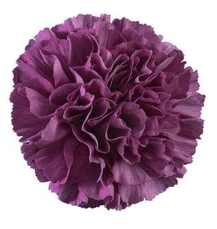 <h4>DI ST COBALT THRILL</h4>