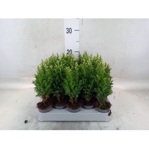 Chamaecyparis laws. 'Snow White'