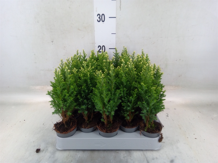 <h4>Chamaecyparis laws. 'Snow White'</h4>