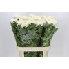Chrysanthemum Gp Rossano White