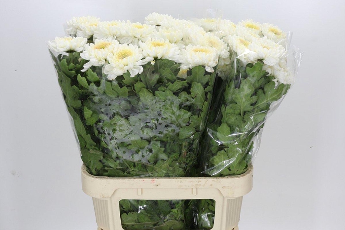 Chrysanthemum Gp Rossano White