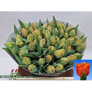 TU FR ORANGE PASSION