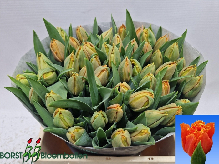 <h4>TU FR ORANGE PASSION</h4>