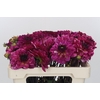 Dahlia Muchacha