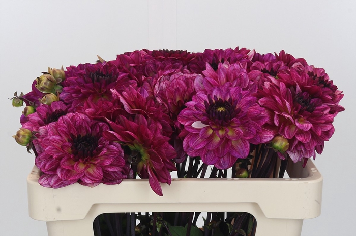 <h4>Dahlia Muchacha</h4>
