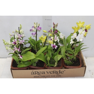 DENPHALAEN MINI P12 QUADRADO