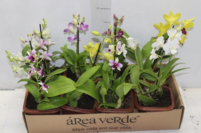 <h4>DENPHALAEN MINI P12 QUADRADO</h4>